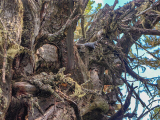 A squirrel rests on a tree's rough branches, surrounded by moss and textured bark.