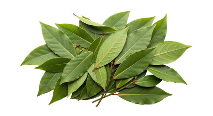 Isolated Bay Leaves