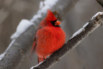 Northern Cardinal Cardinalis cardinalis puffed up trying to stay warm from the winter cold
