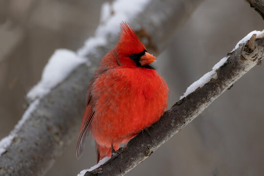 Northern Cardinal Cardinalis cardinalis puffed up trying to stay warm from the winter cold