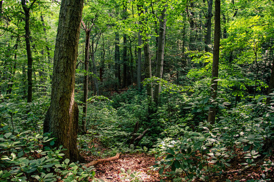 forest in the morning - Powered by Adobe