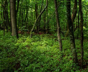 green forest in the morning