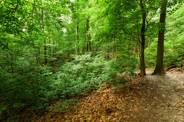 Foliage in the forest