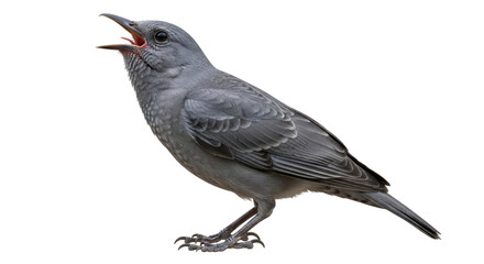 Isolated Blue Rock Thrush Bird