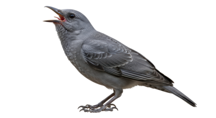 Isolated Blue Rock Thrush Bird