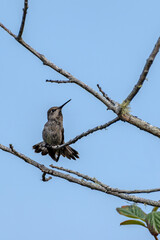 Perched hummingbird with fanned tail