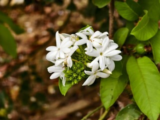 Star jasmine flower (Jasminum multiflorum) with blur background