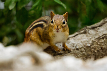 Chipmunk in a Forest