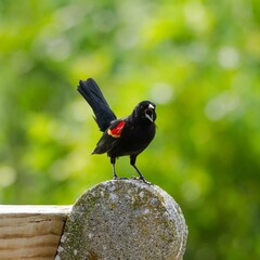 red winged blackbird