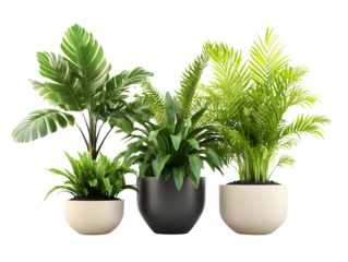 Collection of Potted Houseplants PNG Isolated on Transparent Background, Indoor Green Plants in Modern Ceramic and Plastic Pots, Botanical Foliage for Home Decor, Office, Design, and Nature Projects