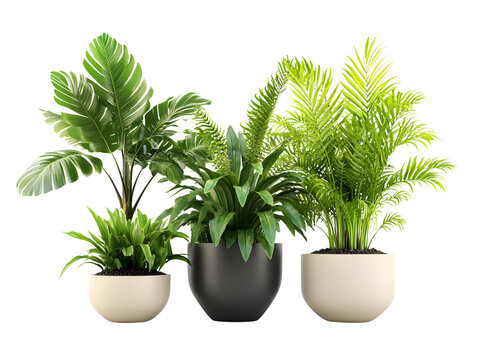 Collection of Potted Houseplants PNG Isolated on Transparent Background, Indoor Green Plants in Modern Ceramic and Plastic Pots, Botanical Foliage for Home Decor, Office, Design, and Nature Projects - Powered by Adobe