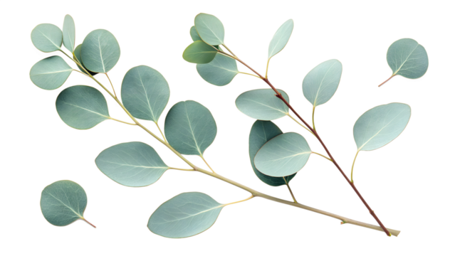 Eucalyptus leaves and branches isolated on transparent background, showcasing their fresh and natural beauty - Powered by Adobe
