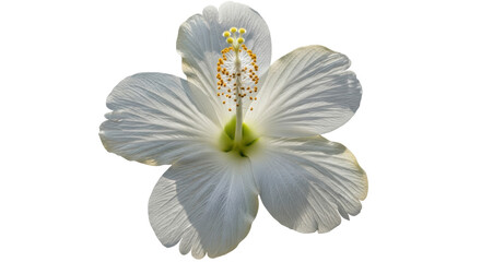 Isolated White Hibiscus © Aline