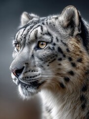 Fototapeta premium Majestic Snow Leopard Portrait Showcasing Striking Features and Fur