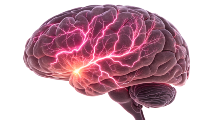 A human brain with glowing neural activity, symbolizing intelligence and thought, isolated on transparent background