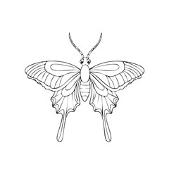 Elegant Butterfly Outline Illustration: Detailed Insect Wings and Antennae, Nature Artwork