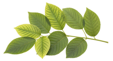 Isolated Branch with Green Leaves