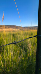 Close-up of Barbed Wire Fence in a Nevada Wetland Field
