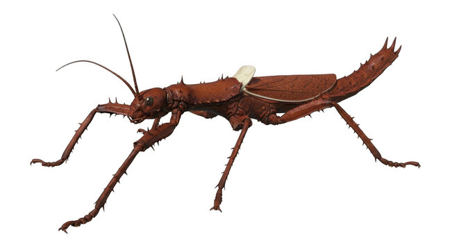 Giant spiny stick insect walking isolated on transparent background