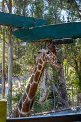 Obraz premium Close-up of a giraffe’s head and neck under the feeding structure with trees in the background at Six Flags Magic Mountain, Los Angeles, CA, July 23, 2022