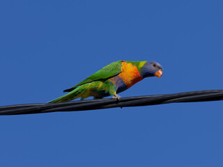 Rainbow Lorikeet (Trichoglossus moluccanus) perched on a powerline with clear blue-sky background