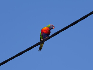 Rainbow Lorikeet (Trichoglossus moluccanus) perched on a powerline with clear blue-sky background