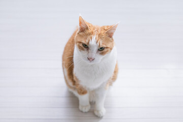 白背景、座る猫