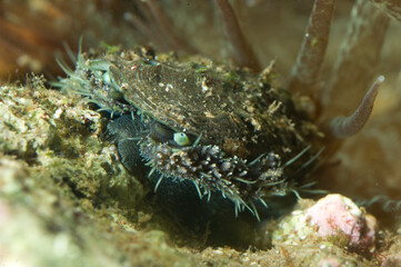 Living Abalone, Green ormer or Ear shell (Haliotis tuberculata aka lamellosa) underwater crawling on a rock on the sea intertidal bottom, Alghero, Sardinia, Italy. Mediterranean sea