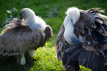 Griffon vulture, Grifone (Gips fulvus). feeding on mountain, Sardinia, Alghero.SS, Sardegna. Italy