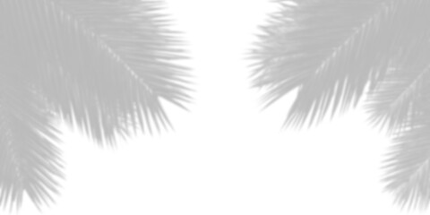 Obraz premium Shadow of tropical leaves on a white background. Overlay effect of realistic leaf shadow isolated on transparent background, png. Mockup shadows