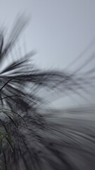 Palm leaf silhouettes blurred against foggy sky — calm natural motif for design, meditation, and creative projects