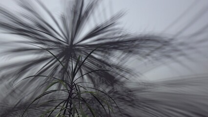 Palm leaf silhouettes blurred against foggy sky — calm natural motif for design, meditation, and...