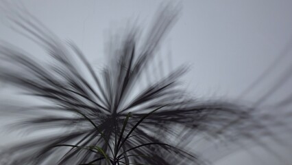 Obraz premium Palm leaf silhouettes blurred against foggy sky — calm natural motif for design, meditation, and creative projects