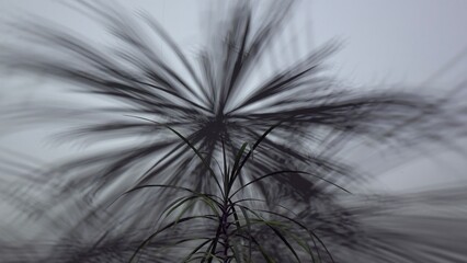 Palm leaf silhouettes blurred against foggy sky — calm natural motif for design, meditation, and...