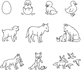 Cute Animal Life Cycle Illustrations