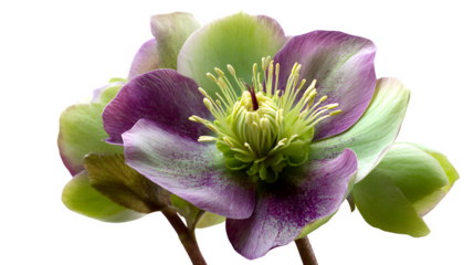 violet flower isolated on white background