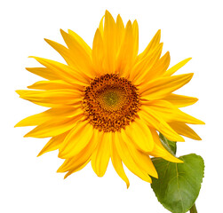 Sunflower head isolated on white background. Sun symbol. Flowers yellow, agriculture. Seeds and oil