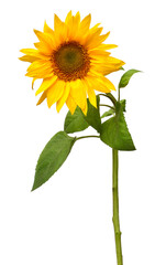 Obraz premium Sunflower isolated on white background. Sun symbol. Flowers yellow, agriculture. Seeds and oil. Flat lay, top view. Bio. Eco. Creative