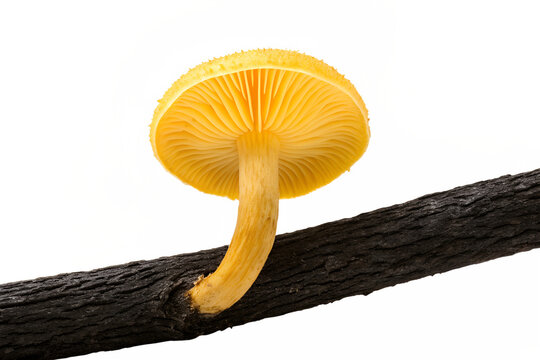 A detailed underview of a single bright yellow mushroom growing on a dark tree branch, showing the delicate gills, isolated on a clean white background.