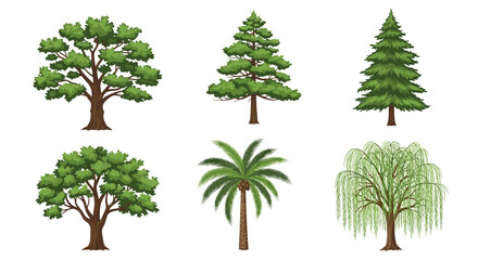 Different types of trees illustration vector design set for botanical study and forest landscape design elements on transparent background