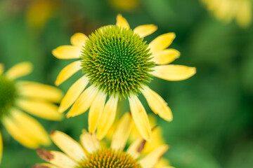 Yellow Echinacea. Useful flowers for human health.Vibrant echinacea blooms.