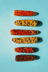 Multicolored Indian Corn.Corn cobs of different colors.Food and food security concept