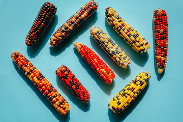 Multicolored Indian Corn cobs of different colors on Blue Background.Food and food security concept.