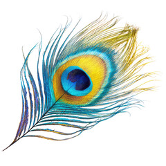 Obraz premium Vibrant peacock feather close-up