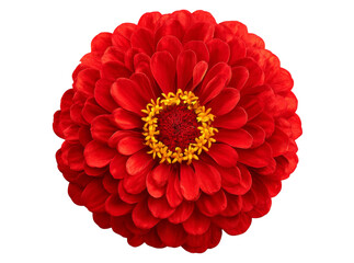 Vibrant red zinnia flower isolated on black background. Isolated On Transparent Background