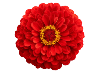 Vibrant red zinnia flower isolated on black background. Isolated On Transparent Background