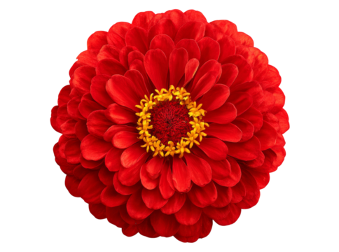 Vibrant red zinnia flower isolated on black background. Isolated On Transparent Background