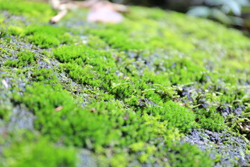 Obraz premium Lush peat moss on the rocks