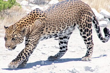 Obraz premium Fierce Leopard Walking Gracefully Across Rocky Terrain Under Sunlight