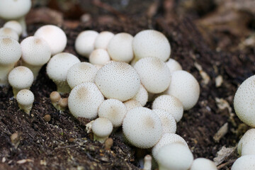Close-Up of Lycoperdon perlatum Puffball Mushroom in Natural Habitat